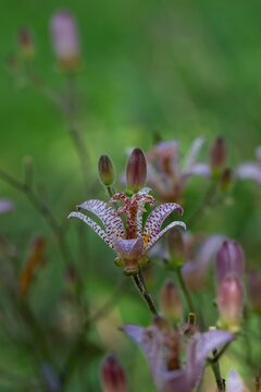 Vibrant and colorful Japanese toad lily in pink and purple colors in spring