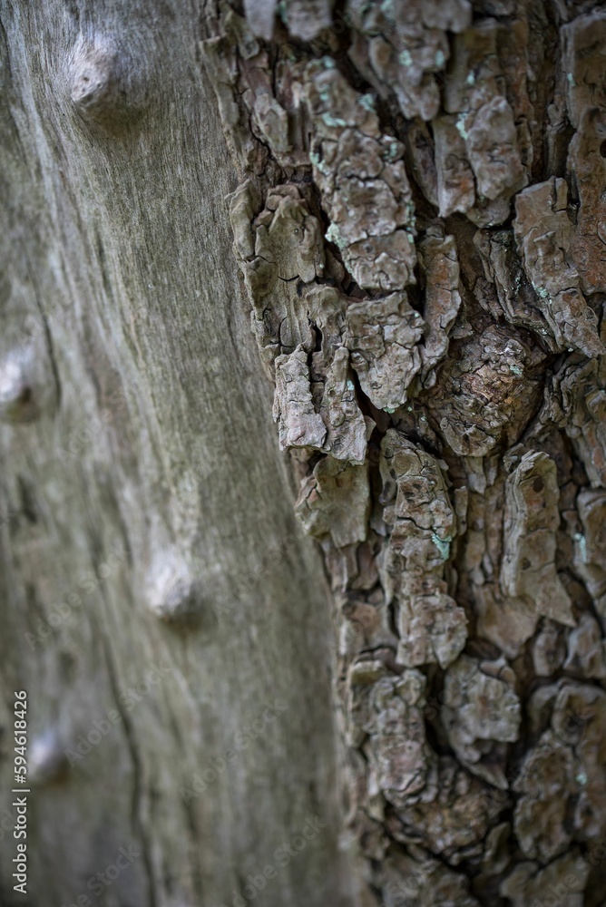 Poster close-up of a cedar tree with a weathered bark and a gnarled trunk