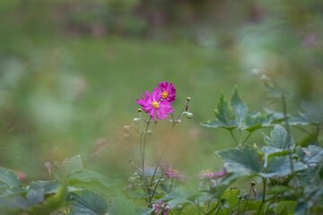 Close-up shot of a purple Japanese thimbleweed grown in the garden in spring