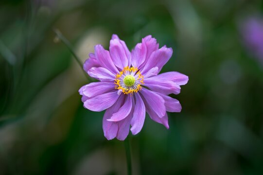 Close-up shot of a purple Japanese thimbleweed grown in the garden in spring