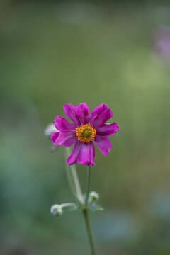 a pink flower that has just been bloomed and is standing alone