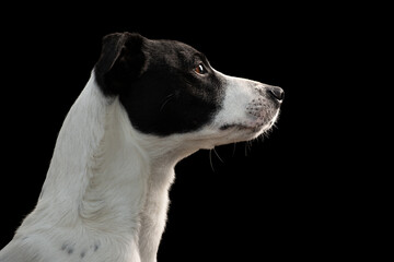 young border collie staffordshire bull terrier mixed breed dog sitting head profile portrait on a...