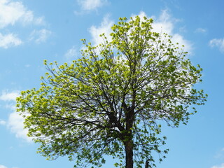 Solitary tall tree with branchy round crown and new green leaves in the sunlight on blue sky in spring