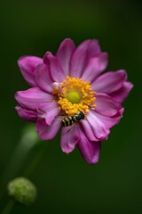 Obraz premium Bee on a vibrant flower in spring
