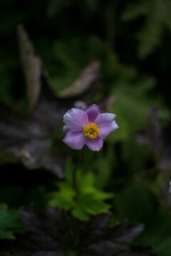 Close-up shot of a purple Japanese thimbleweed grown in the garden in spring