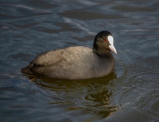 Eurasian coot (Fulica atra) in the water on a sunny day
