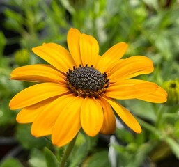Vibrant and colorful coneflower showcasing its beauty and splendor