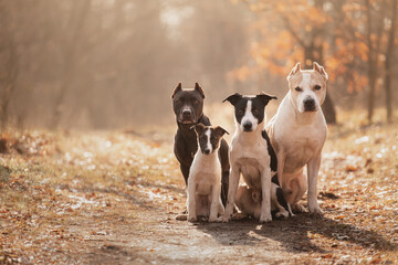 group of four dogs sitting on a path in a sunny forest in autumn