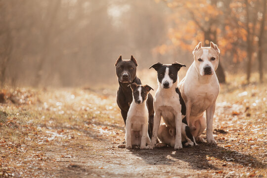 group of four dogs sitting on a path in a sunny forest in autumn