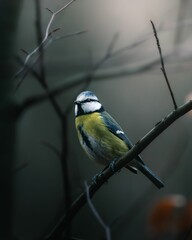 Close up of a blue tit perched on a tree branch with a blurred background