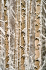 Idyllic winter scene of a snow-covered forest