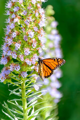 Monarch butterfly (Danaus plexippus) standing on the blooming oplant Echium virescens in the Cactualdea Park on Gran Canary, Spain.