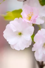 Foto op Plexiglas Centraal Europa Tender flowers of blooming sakura closeup with selective focus.