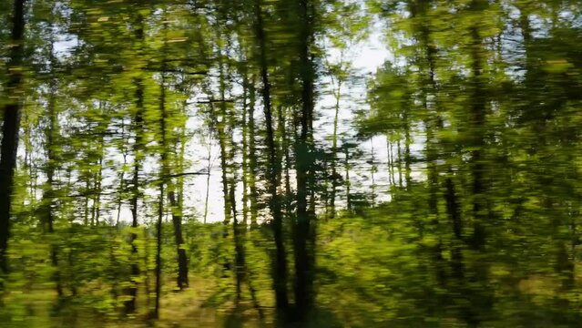Dark silhouettes of evening old tall trees passing by fast as seen from driving car. Soft gold sunset sunlight in background. Countyside of Ukraine. Sun set landscape of Ukraina. Slow motion 4k video