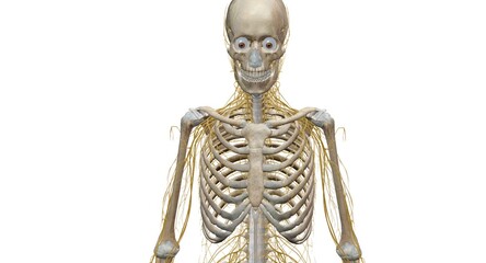 Your nervous system is your body's command center.