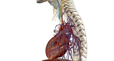 Peripheral nerves reside outside your brain and spinal cord.
