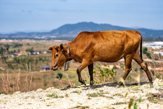 Cow leisurely walking on a rolling hillside, with a small town in the background