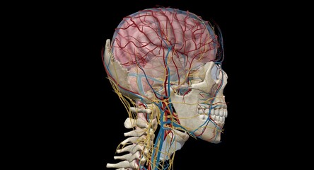 Cerebral circulation is the movement of blood through a network of cerebral arteries and veins supplying the brain. - obrazy, fototapety, plakaty