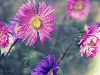 Obraz premium Vibrant array of delicate purple and pink aster flowers blooming in a lush garden.