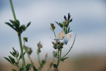 Two blue butterflies mating