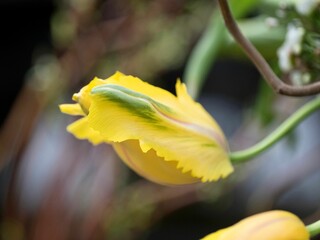 Close-up shot of a beautiful yellow flower grown in the garden in spring