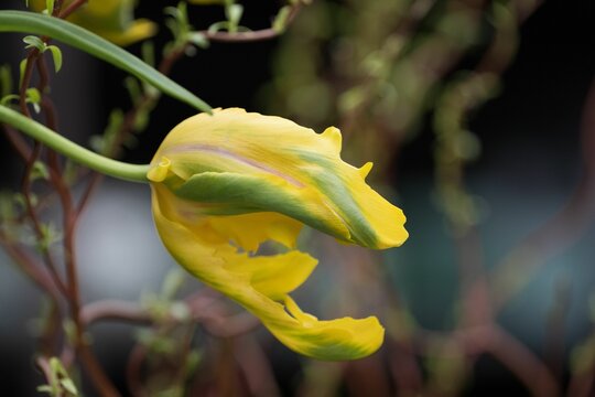 Close-up shot of a beautiful yellow flower grown in the garden in spring