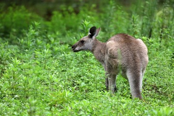 草の背景のカンガルー