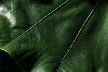 Part of the leaf of the tropical plant Alokasia