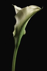 Vertical shiot of a close up of an arum lily white blooming