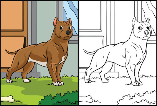 Pit Bull Coloring Page Colored Illustration