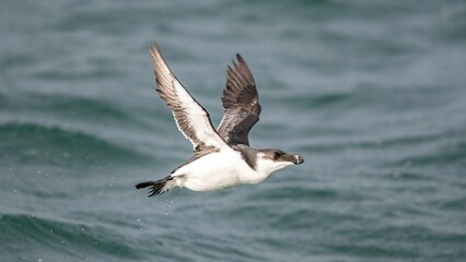 Close up of a Razorbill bird flying over the ocean