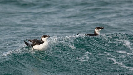 Close up of two Razorbill birds swimming in the ocean