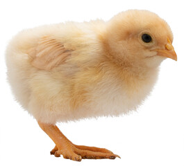 Obraz premium Bright gold colored chick
