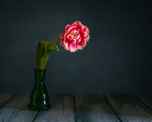 Still life with tulips on a dark background. Minimalism.