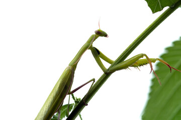 A female praying mantis sits on a leaf of a plant. Selective focus..