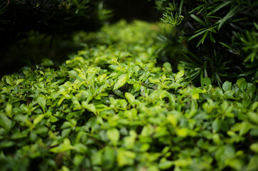 green moss background