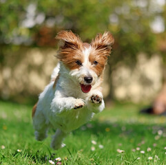 A dog running in a garden