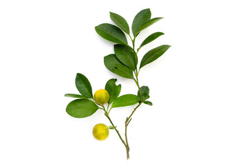 Citrus japonica Thunb. Fruit with leaves