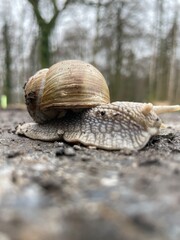 Weinbergschnecke auf der Straße,  Helix pomatia , snail on the road - 594632262