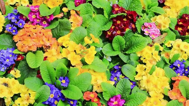 Colorful primrose flowers top view, spring flowers background