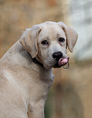 Labrador