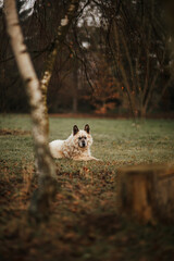 Starszy pies pilnuje gospodarstwa rolnego na wsi © ZiraPhoto