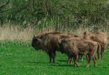 Wisent, the European bison (Bison bonasus) or the European wood bison, also known as the wisent, or sometimes colloquially as the European buffalo, is a European species of bison.