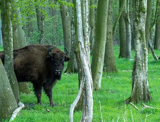 Wisent, the European bison (Bison bonasus) or the European wood bison, also known as the wisent, or sometimes colloquially as the European buffalo, is a European species of bison.