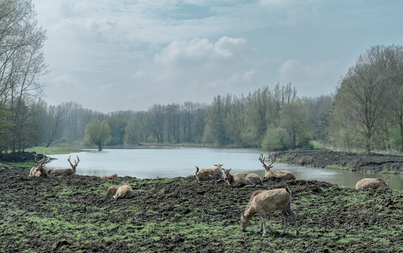 A pack of The P&egrave;re David's deer (Elaphurus davidianus), also known as the milu (Chinese: 麋鹿; pinyin: m&iacute;l&ugrave;) or elaphure grazes at the water's edge. Extinct in the wild. Very rare.