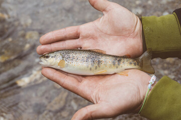 Mani di pescatore che mostra una trota fario appena pescata nel torrente di montagna con la pesca a spinning