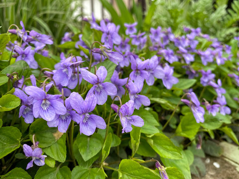 Viola sororia. Common blue violet flowers.