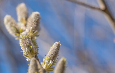 Fototapeta premium Willow buds close-up.