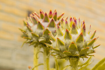 Naklejka na ściany i meble The soft pastel shade of the flower buds of the artichoke (Cynara scolymus). It is an important vegetable in Mediterranean cuisine and has medicinal properties.