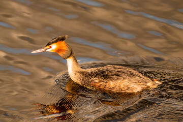 
He is hurriedly on his way this The great crested grebe (Podiceps cristatus). This bird searches for suitable building material for the nest.